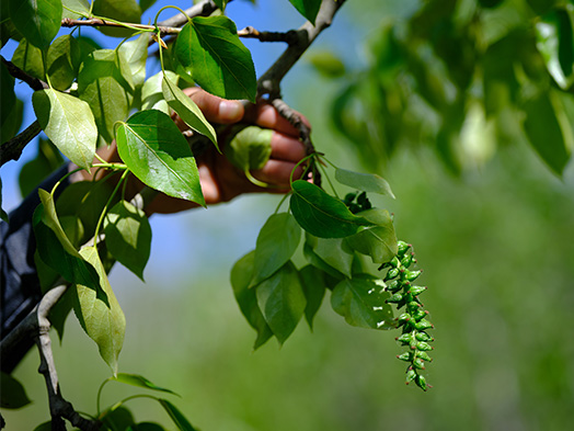 Balsam Poplar