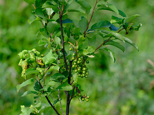 Choke cherry