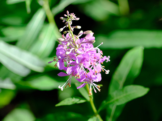 Fireweed