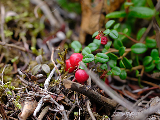 Lingonberry