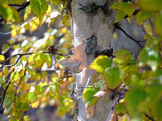 Paper birch