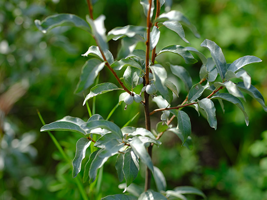 Silverberry