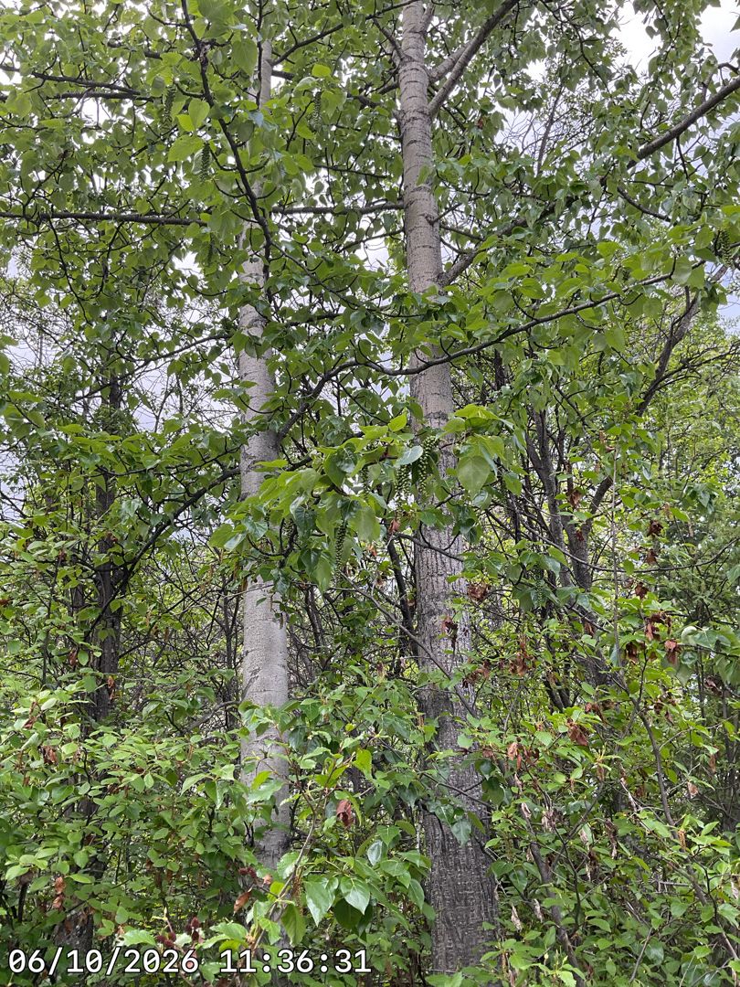 Balsam Poplar