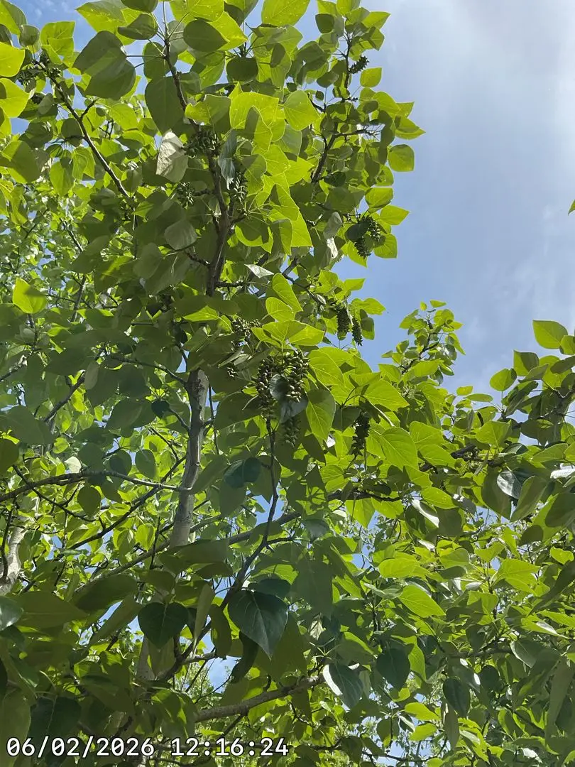 Balsam Poplar