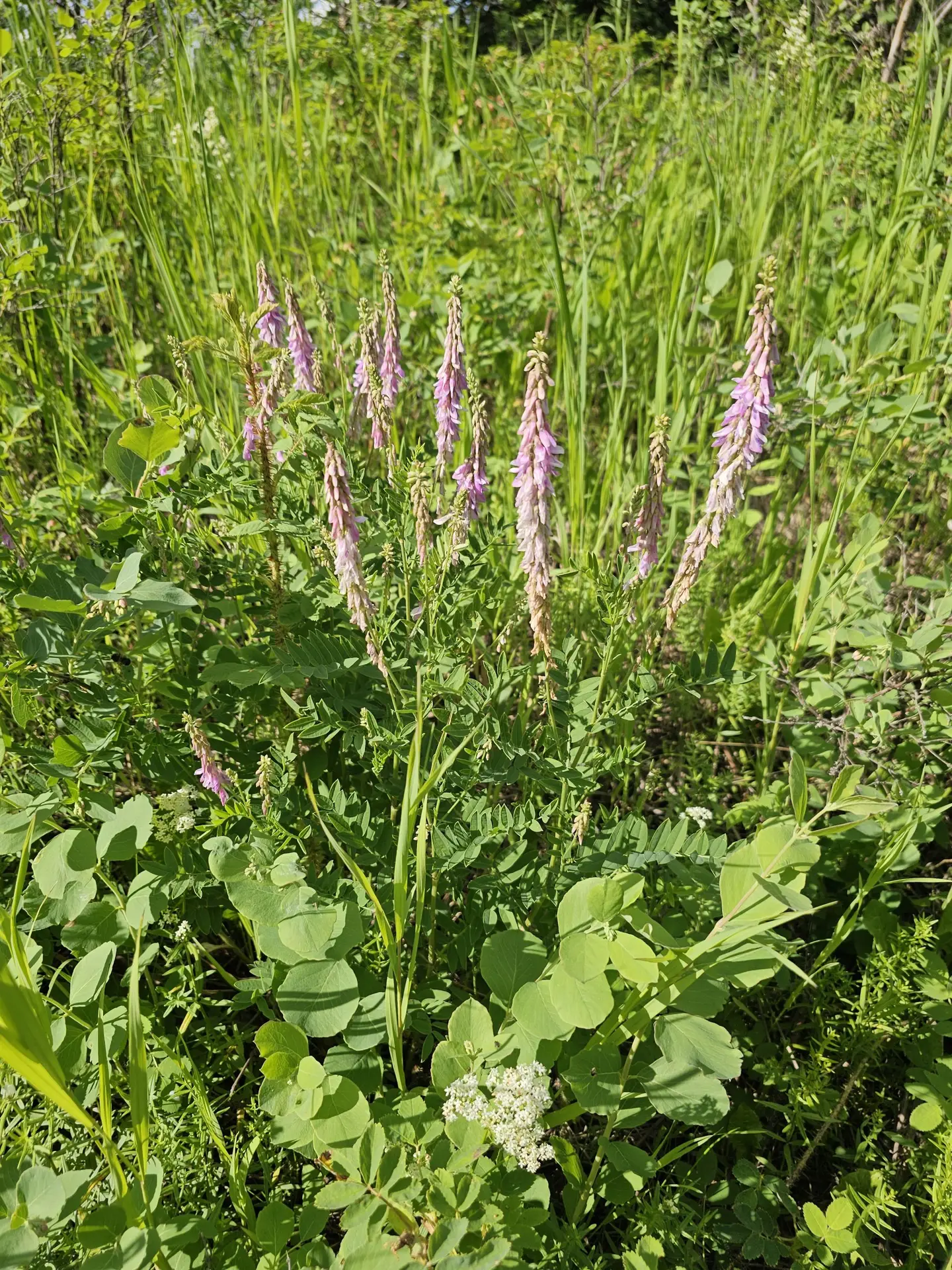 Bear root