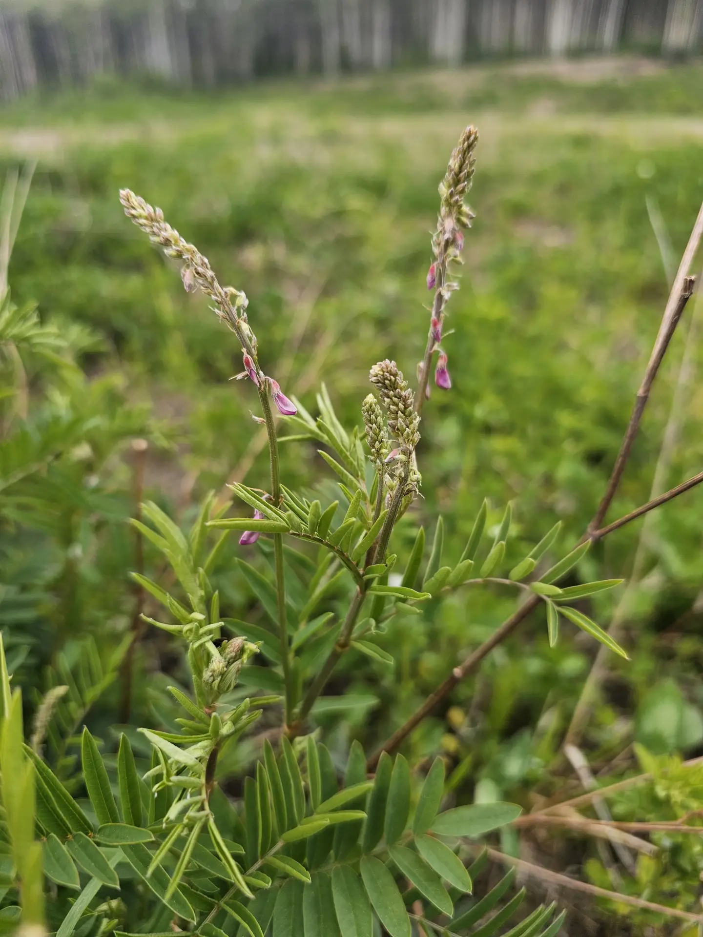 Bear root