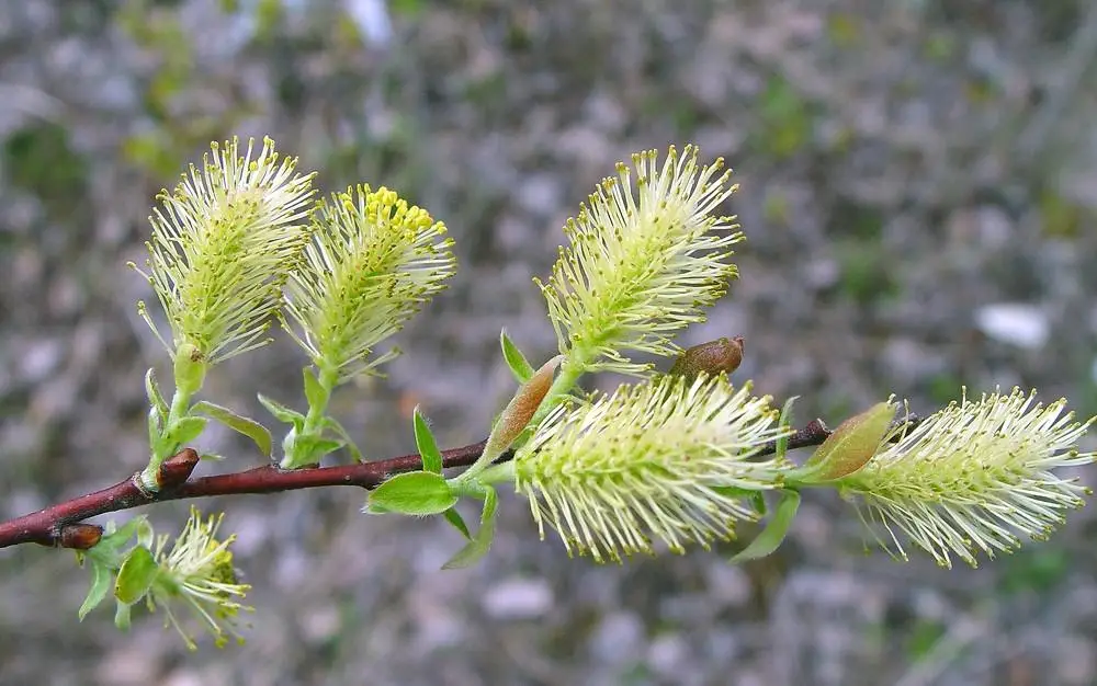 Bebb’s Willow