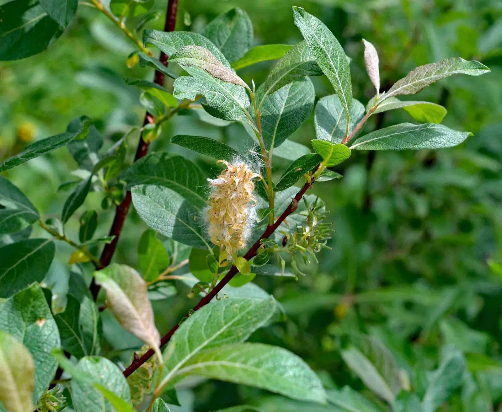 Bebb’s Willow
