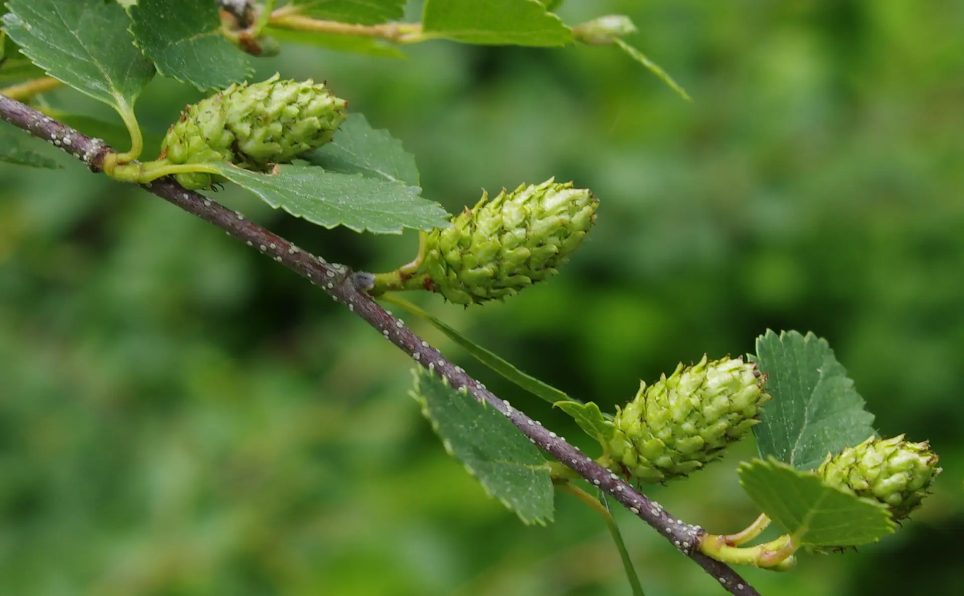 Dwarf birch