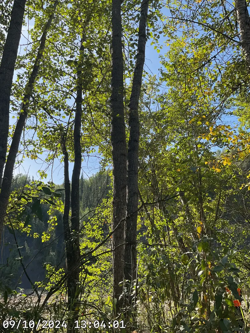Black cottonwood
