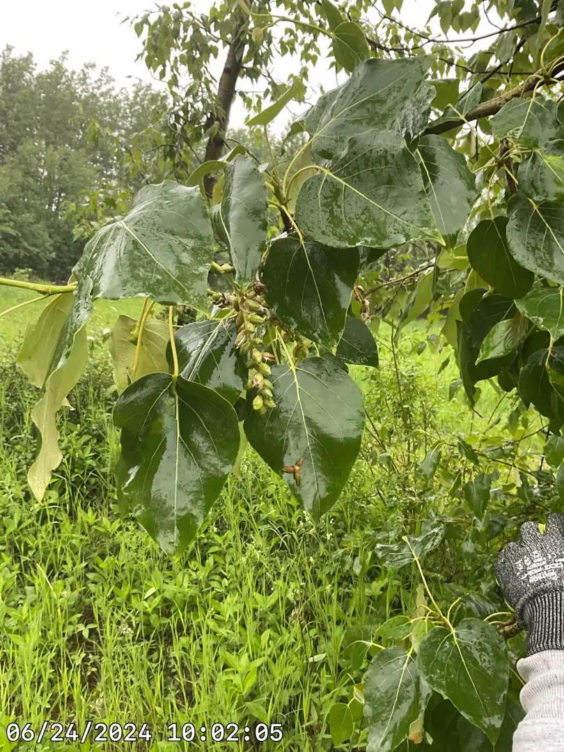 Black cottonwood