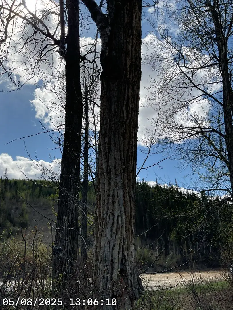 Black cottonwood