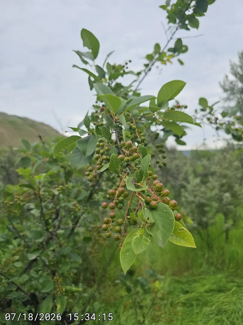 Choke cherry