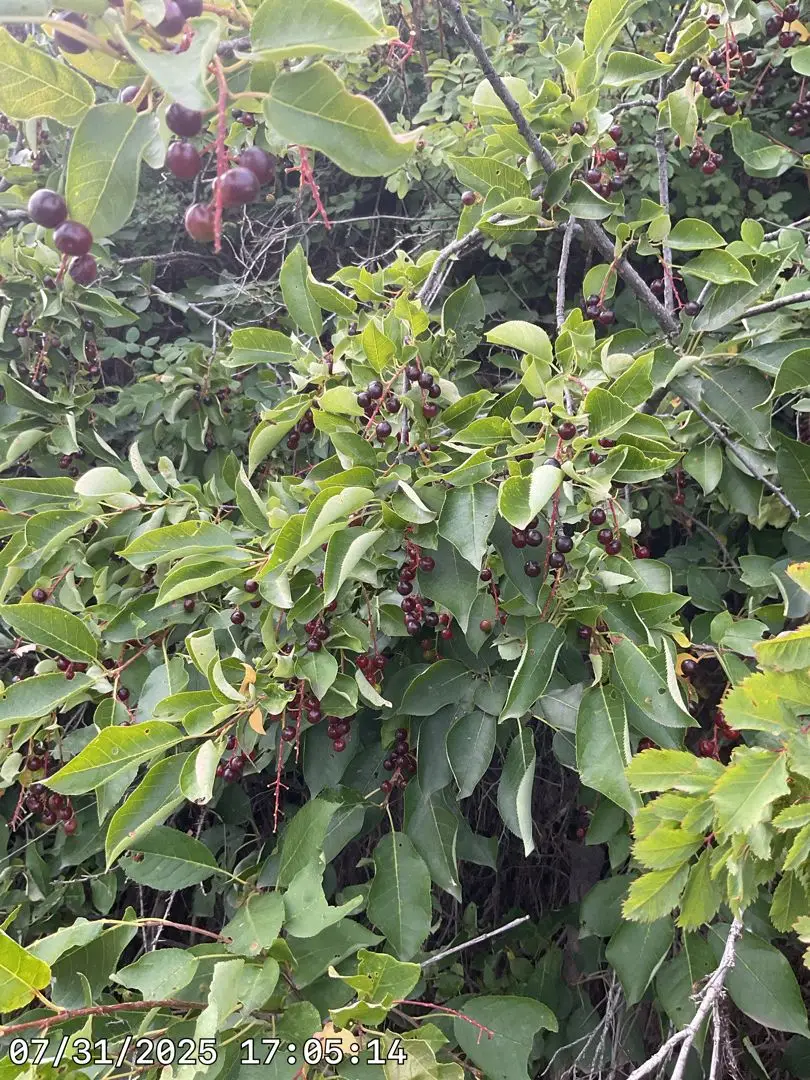 Choke cherry