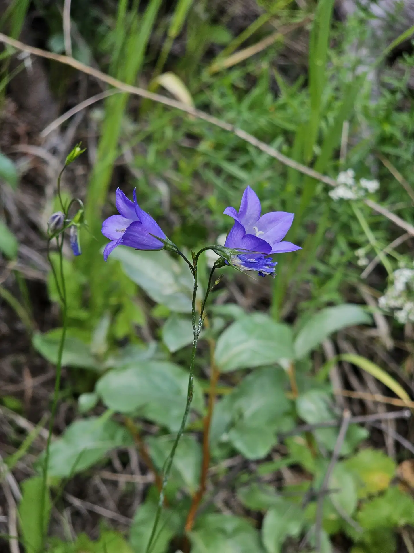 Common harebell