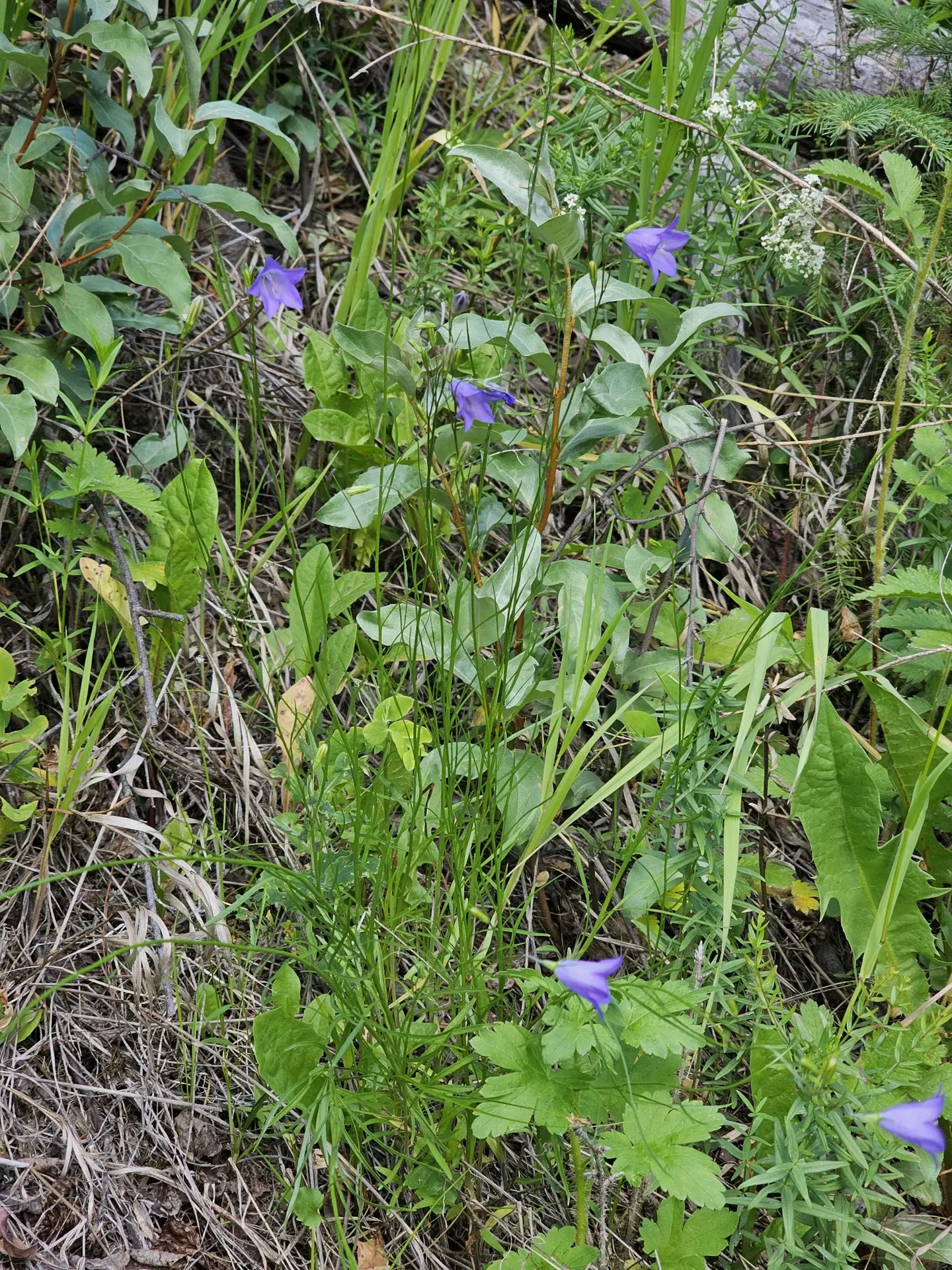 Common harebell