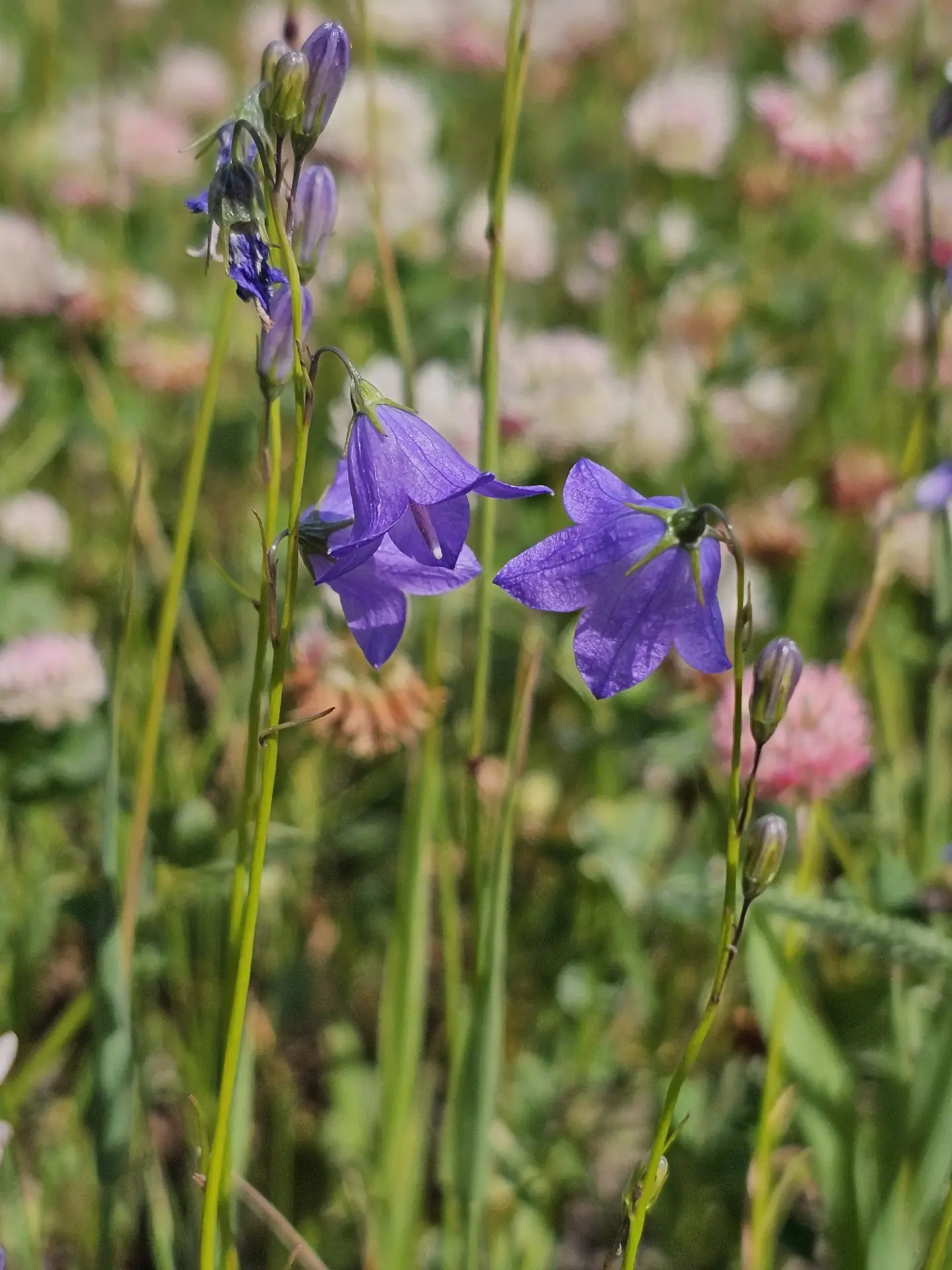 Common harebell