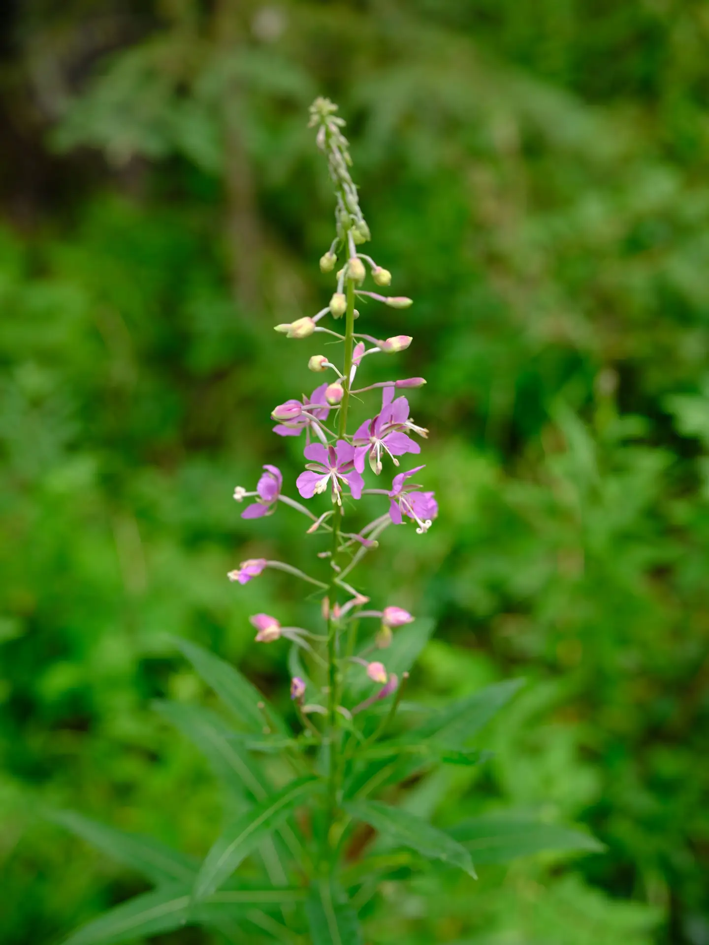 Fireweed