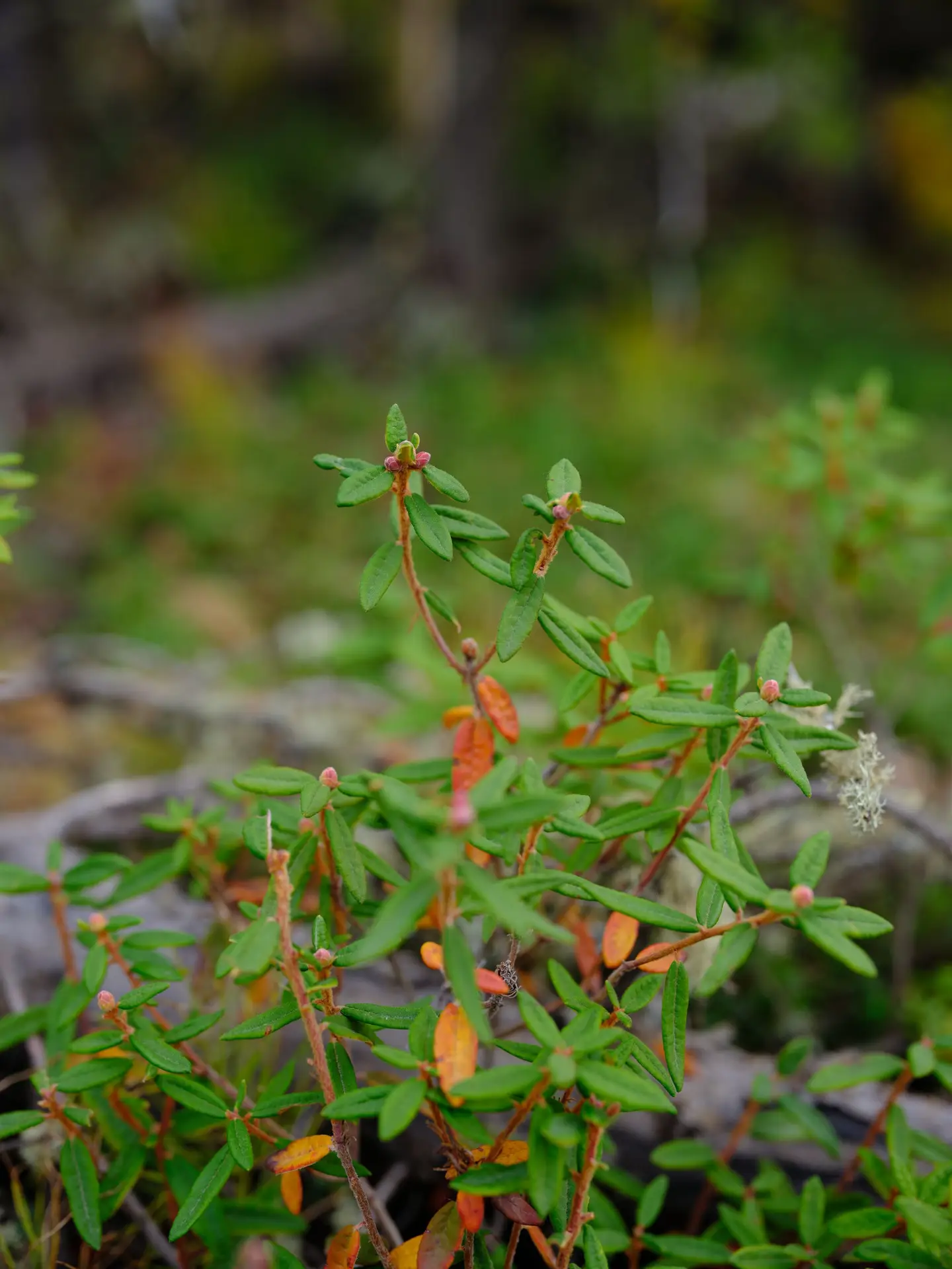 Labrador tea