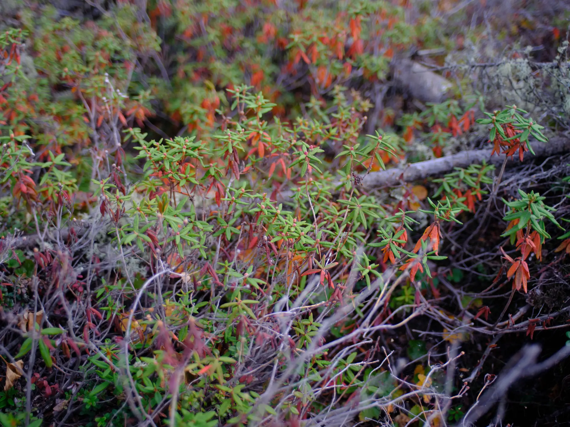 Labrador tea
