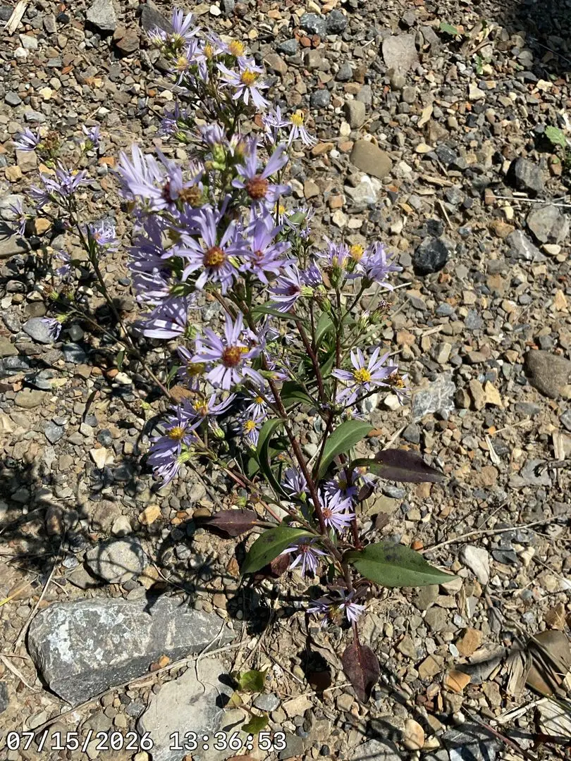 Lindley’s aster