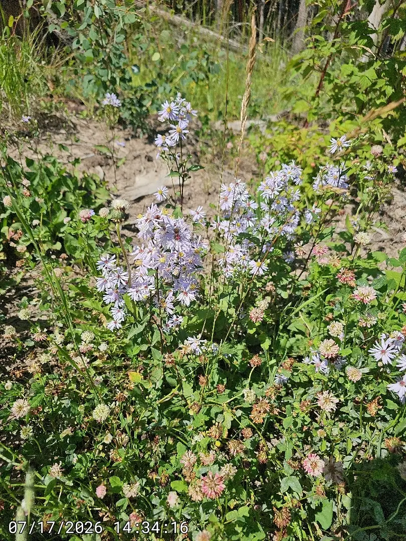 Lindley’s aster