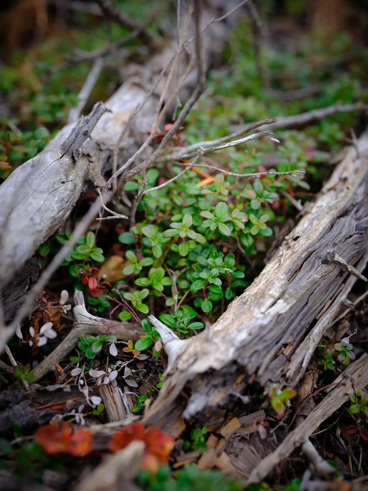Lingonberry