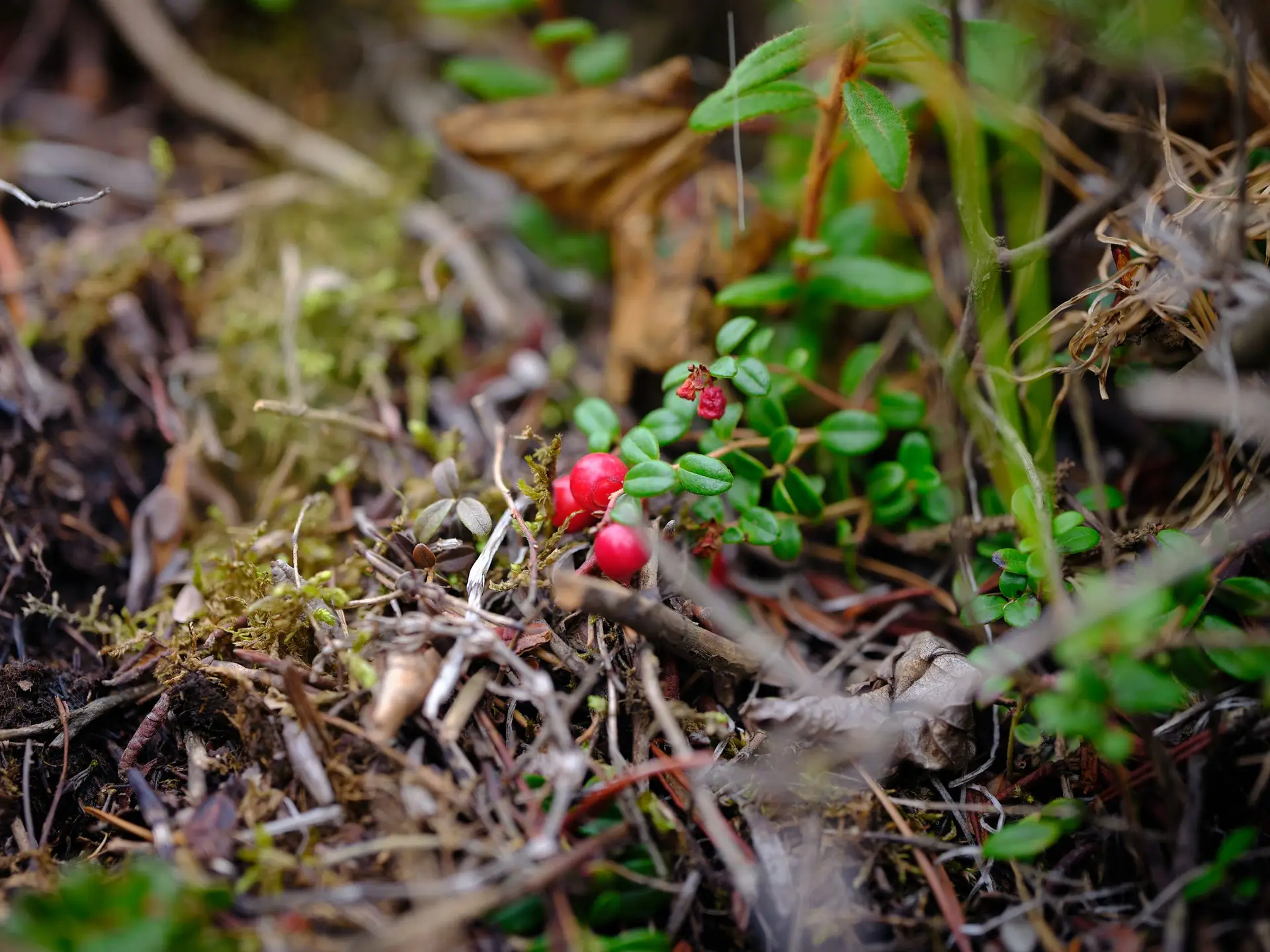 Lingonberry