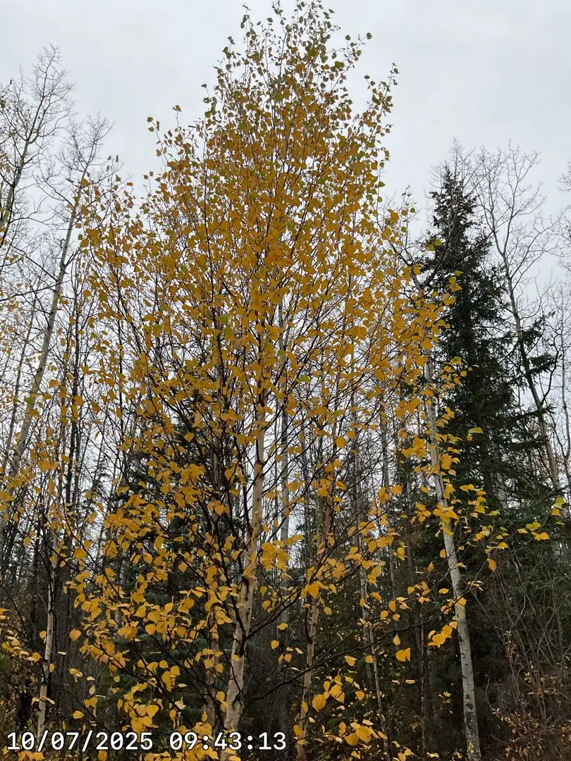 Paper birch