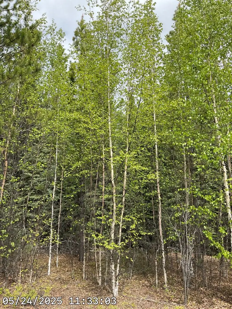 Paper birch