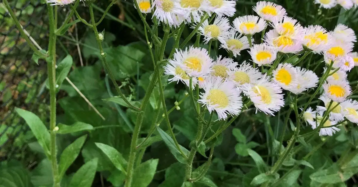 Philadelphia fleabane