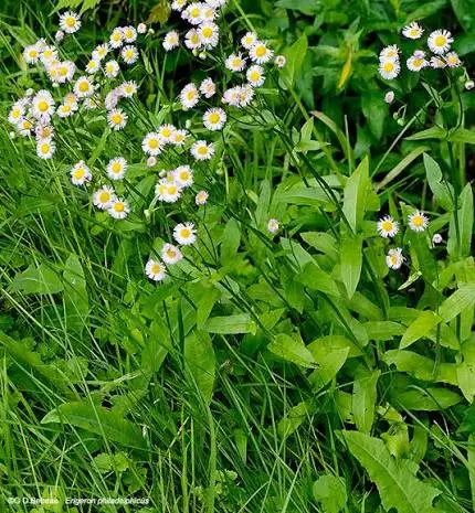 Philadelphia fleabane