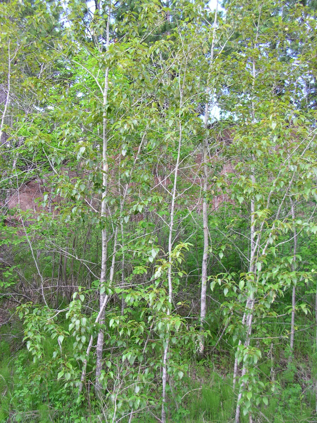 Balsam Poplar