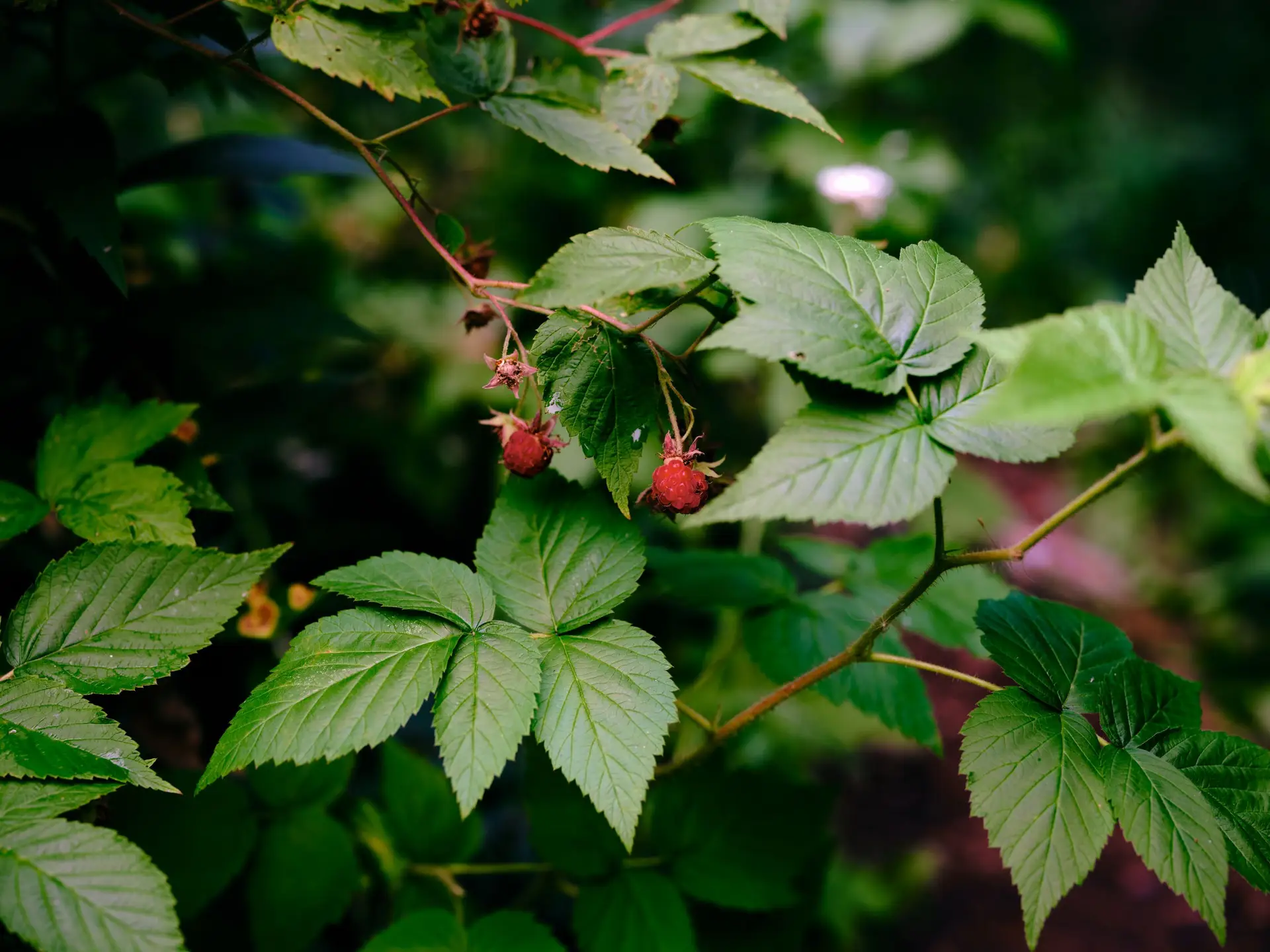 Red raspberry