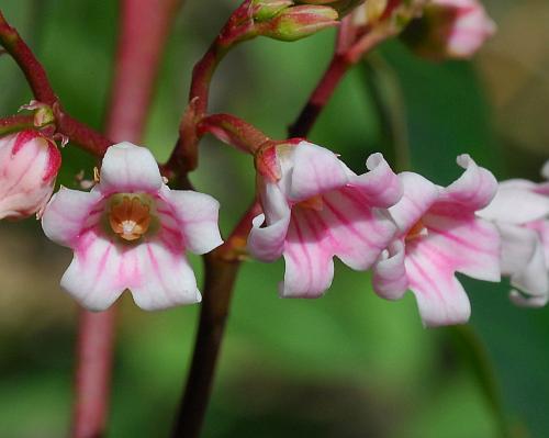 Spreading Dogbane