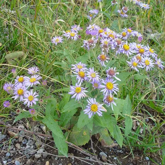 Showy aster