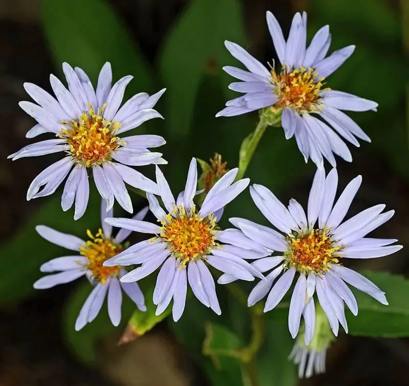 Showy aster