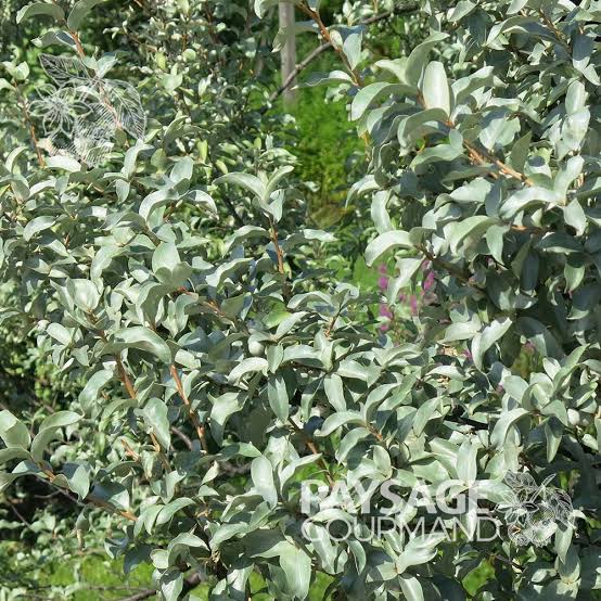 Silverberry