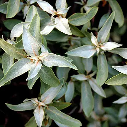Silverberry