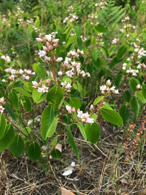 Spreading Dogbane