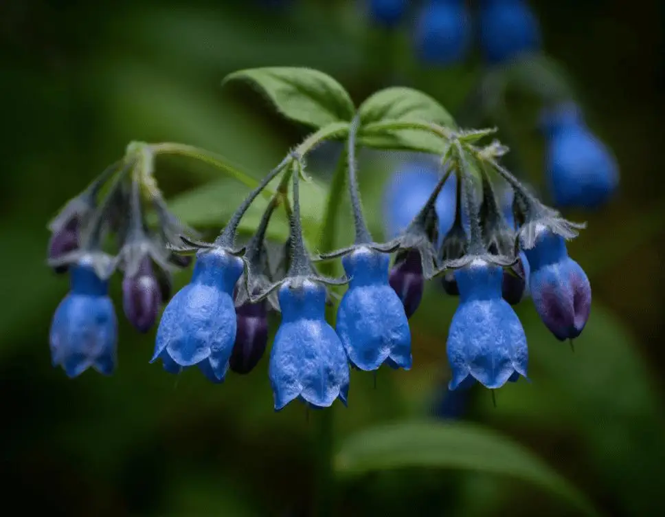 Tall bluebells