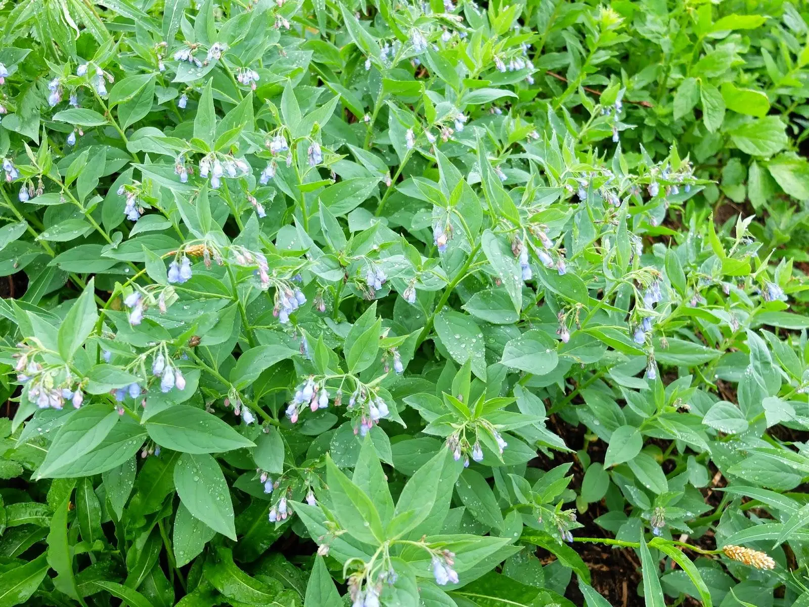 Tall bluebells