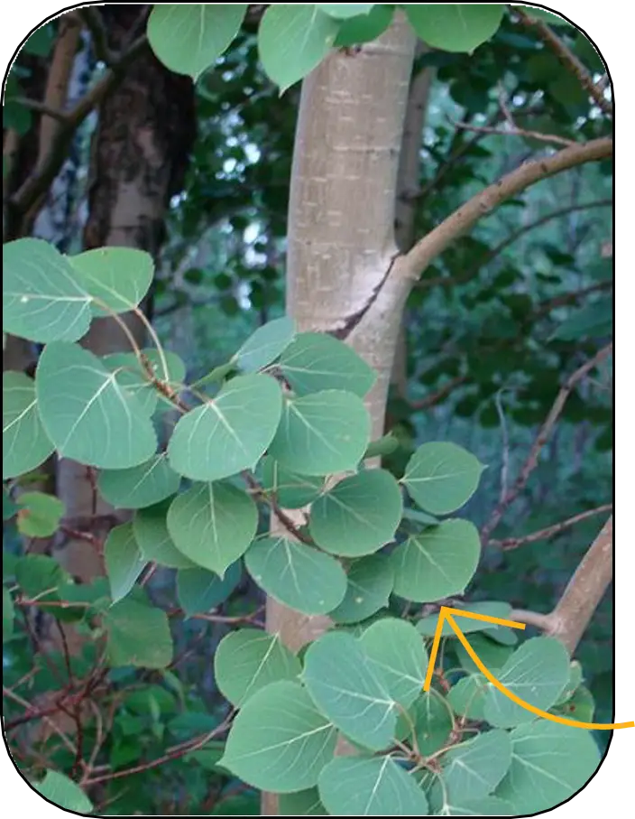 Trembling aspen