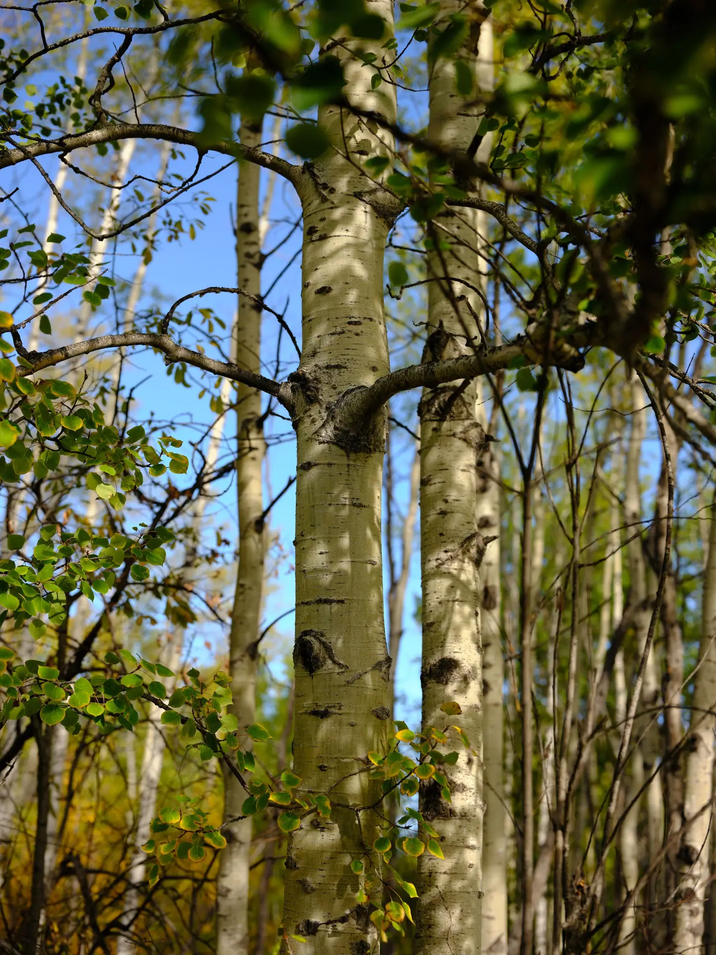 Trembling aspen