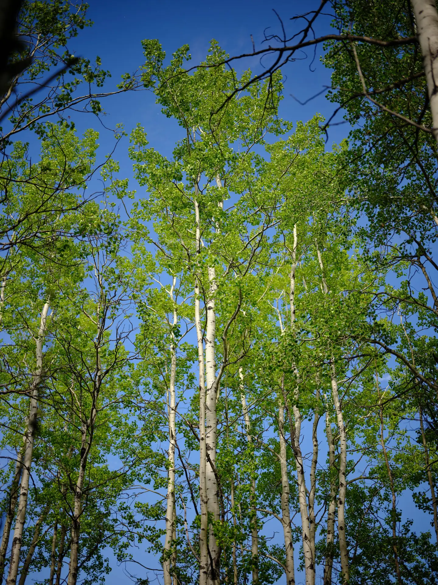 Trembling aspen