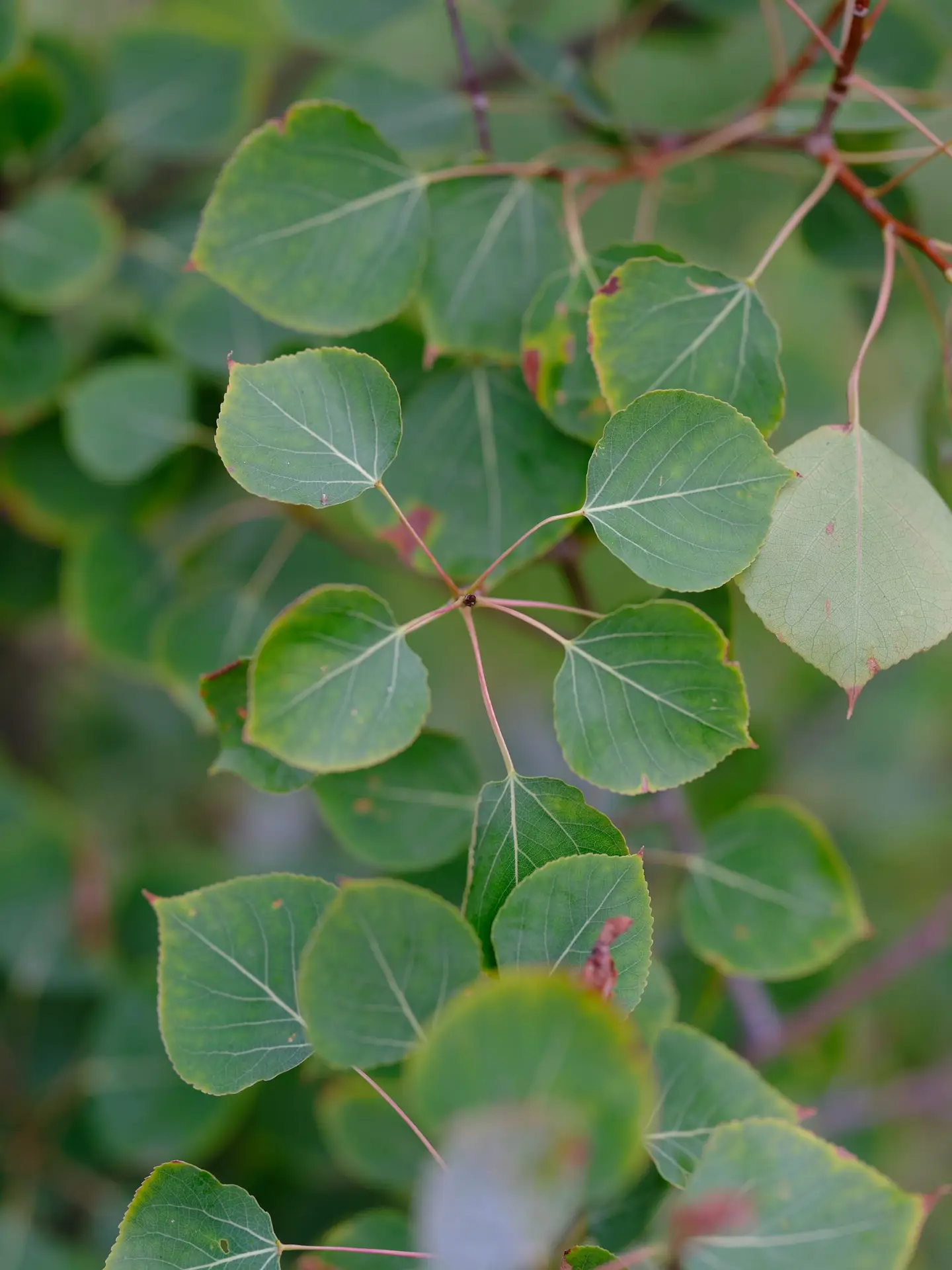 Trembling aspen
