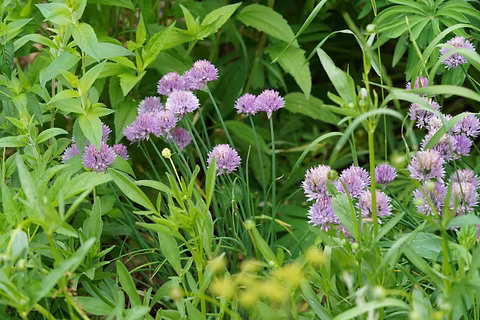 Wild chives