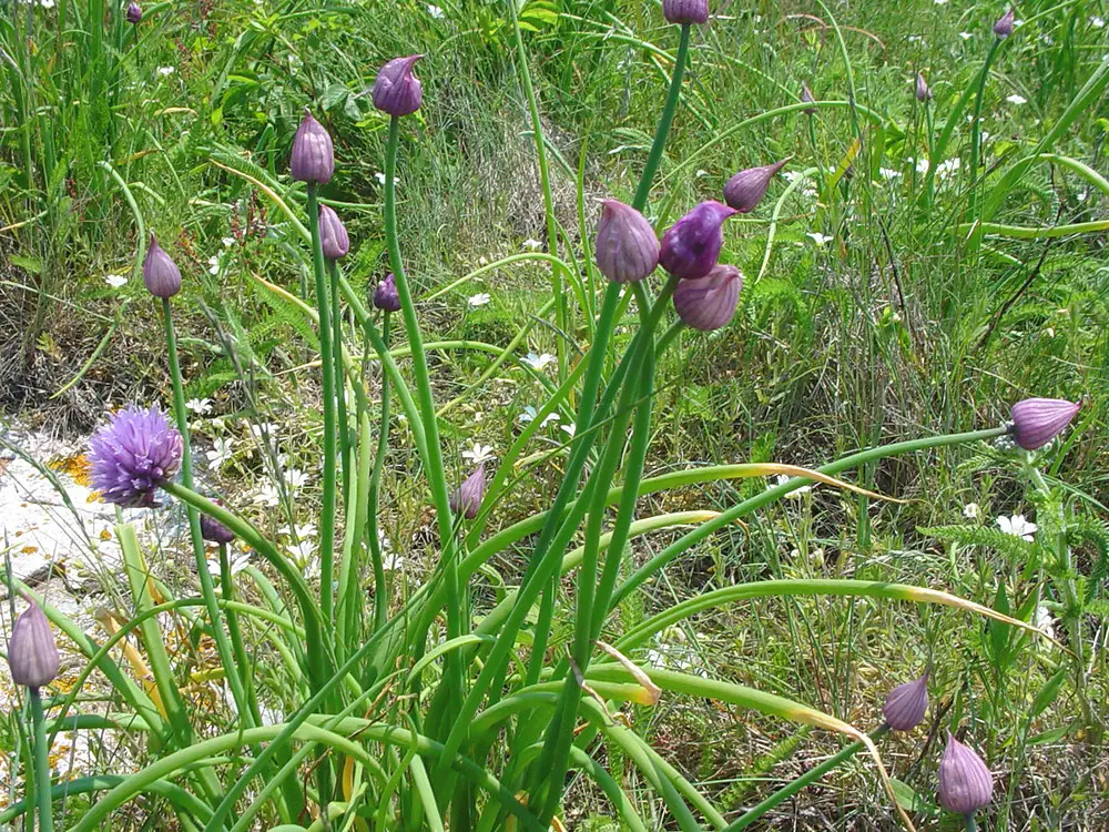 Wild chives