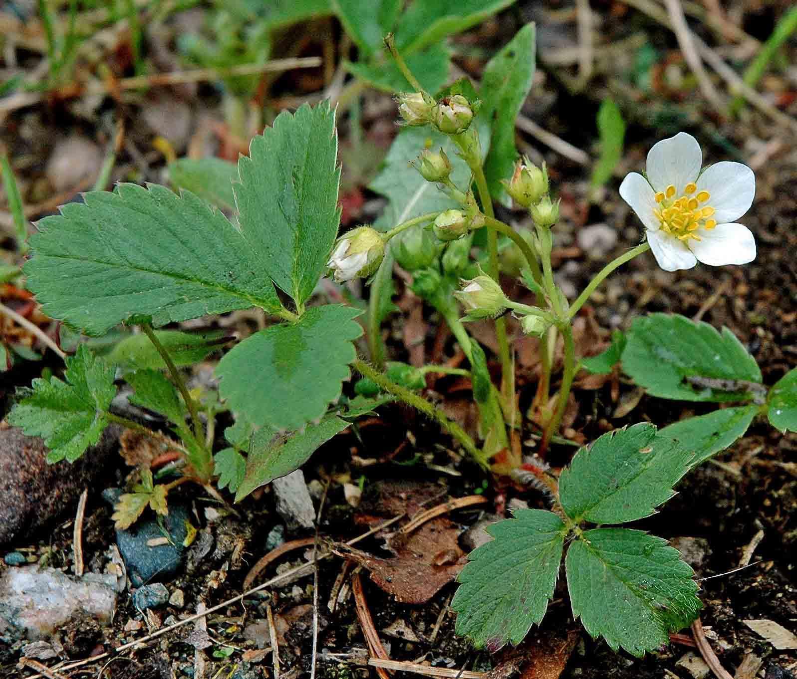 Wild strawberry