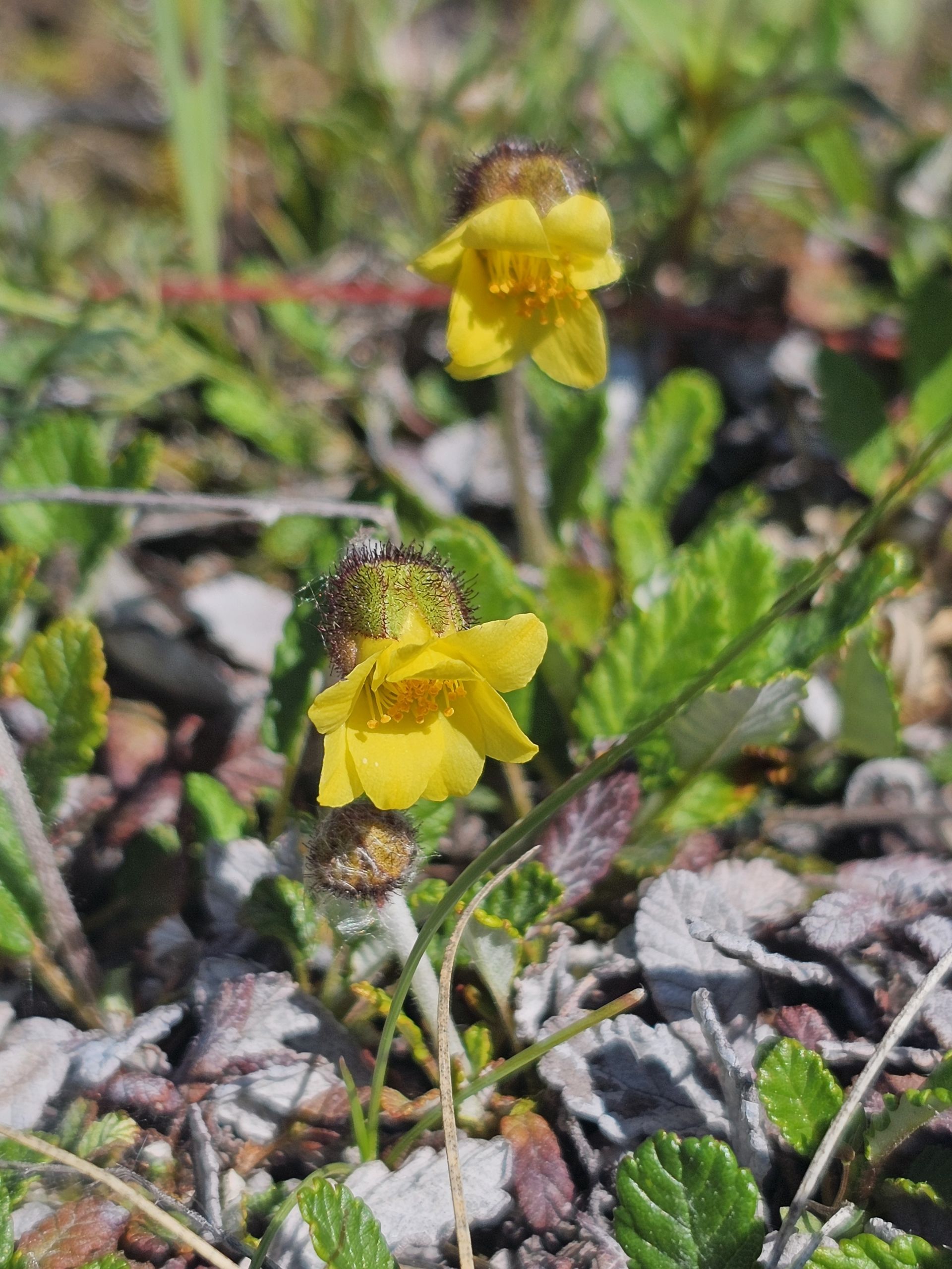 Yellow Mountain avens